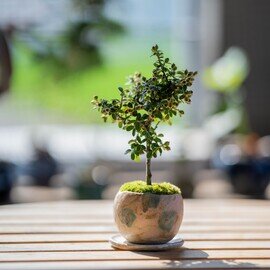 石木花|カマツカコケモモ|L【受け皿セット】