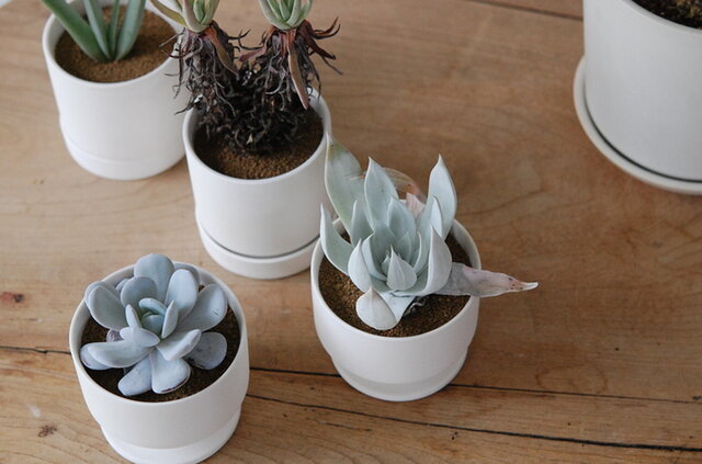solxsol|多肉植物 succulent (ラウイ・仙女盃・プリカティリス solxsol|多肉植物 succulent (ラウイ・仙女盃・プリカティリス