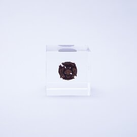 ウサギノネドコ｜Sola cube　メタセコイア
