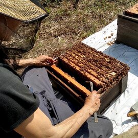 蜂蜜 / ワヤヤナ養蜂