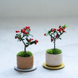 石木花|姫トキワサンザシ|新月M:short【受け皿セット】クリスマス