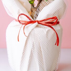 AND PLANTS|【母の日】ガジュマル S