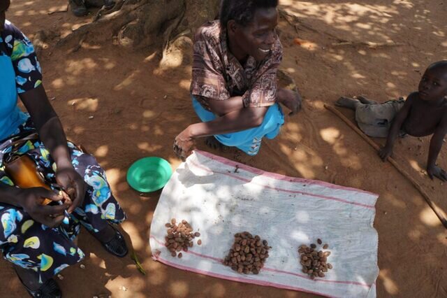 東アフリカ・ウガンダで種を選別する村の女性たち