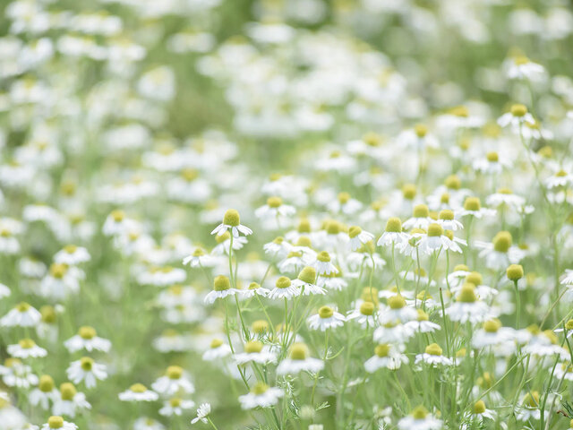 北海道の厳しい冬を越え、初夏には優しく甘い香りのする花を咲かせてくれるカモミール。