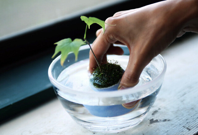 (肥料と活性剤は、植物を丈夫で元気にします)
