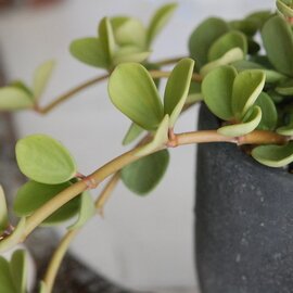 solxsol｜ペペロミア ホープ / 肉厚な葉が連なる姿が愛らしい多肉植物