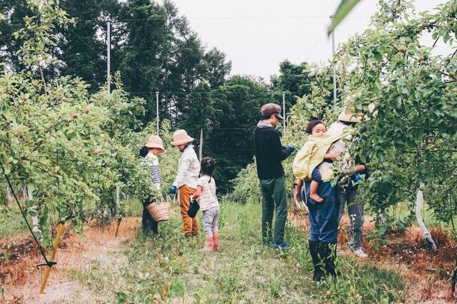 ６月の始め、わざわざのスタッフで摘果のお手伝いをかね、りんご畑におじゃましました。