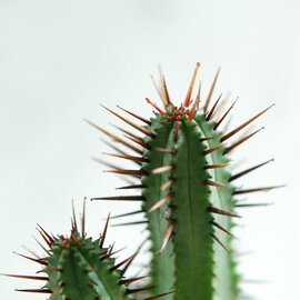 solxsol｜紅彩閣 / Euphorbia