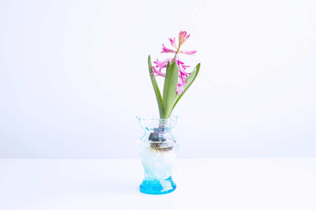 花瓶の底から少しずつ明るくなっていく美しいグラデーション（写真はターコイズ・Sサイズ）。
ブルーのフラワーベースにピンクのお花…など、お互いのカラーを引き立て合う反対色の組み合わせを楽しむのも素敵ですね。