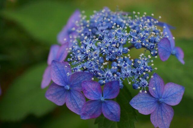 （藍姫（あいひめ）という名前の通り、美しい藍色の花を咲かせます。）