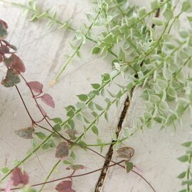 solxsol｜ディスキリア・ミリオンハート/ Dischidia ruscifolia variegata 