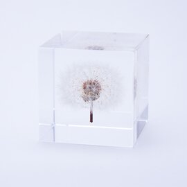 ウサギノネドコ｜Sola cube　タンポポ（4cm角） / クリスマス プレゼント ギフト
