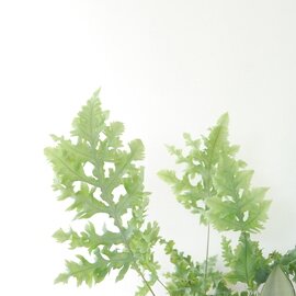 solxsol｜観葉植物・シダ植物・Phlebodium ダバナ