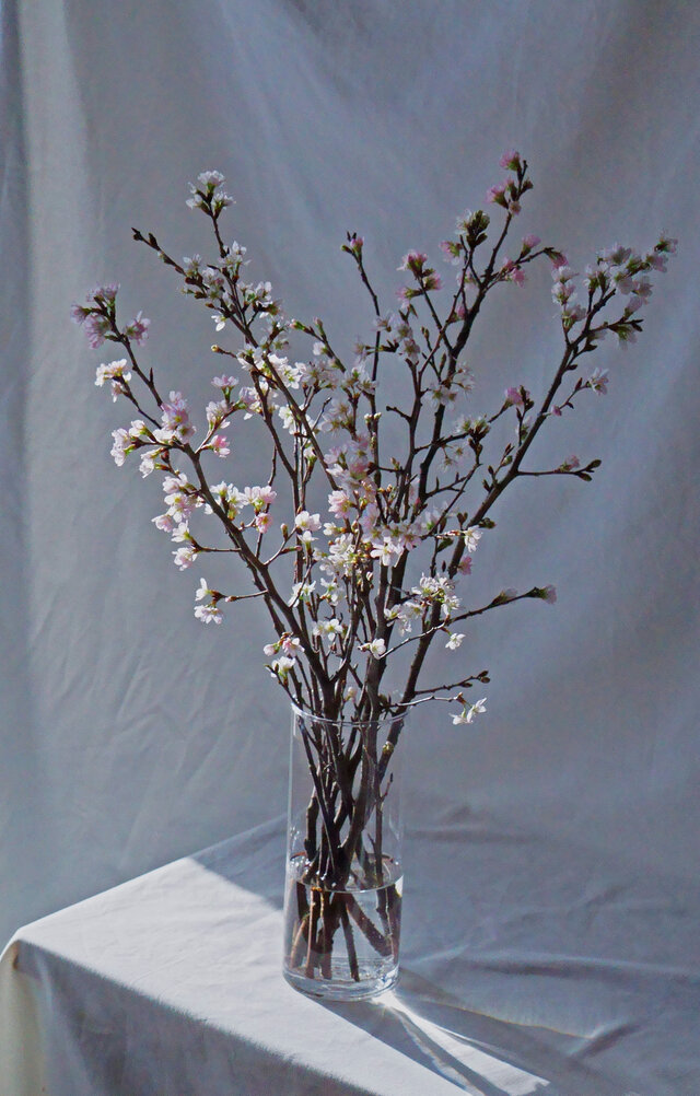 日本の象徴的な花、桜。
凛として華奢な枝ぶりや
淡いピンクの花が美しく
見る人の心を動かします。
(※上の画像はMサイズ)