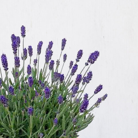 ex.｜【母の日ギフト2024】Lavender-ラベンダーの鉢植え-