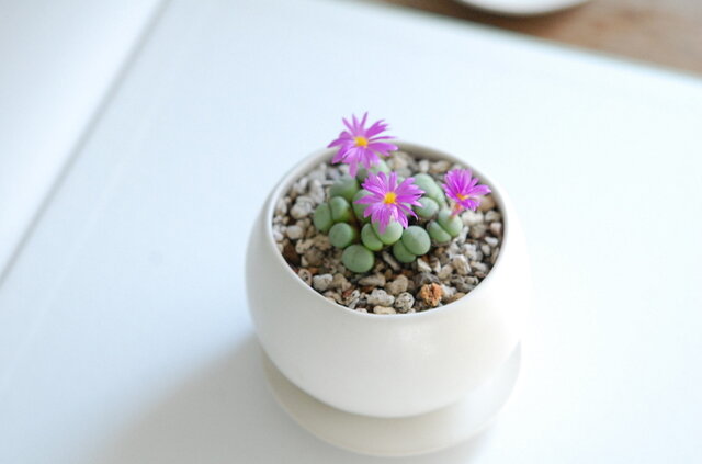 ペアルソニー / Conophytum pearsonii 小粒で可愛く濃いピンク色の花