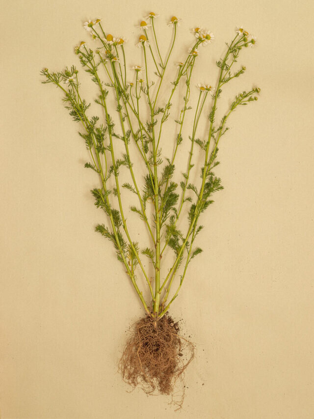 ジャーマン・カモミール
主要成分:αビサボロール、カマズレン、アピゲニン
女性の体に優しく有効なハーブとして2000年以上も前から愛されてきたカモミール。
カモミールの精油はカモミールブルーと呼ばれる藍色をしており、この藍色の精油成分α-ビサボロールなどに消炎作用があるとされ、古くから皮膚疾患等に使用されてきた歴史のあるハーブです。