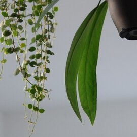 solxsol｜丸い葉が人気の観葉植物 / ディスキディア ヌンムラリア