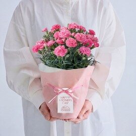 AND PLANTS|【母の日】カーネーション ももりーな