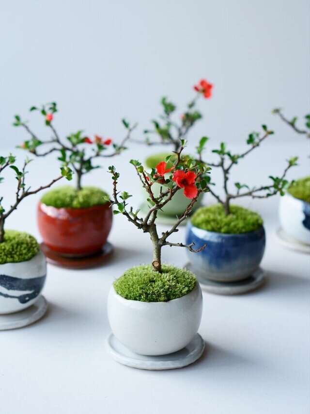 暮らしを彩る植物たち 石木花 セキボッカ キナリノモール 暮らしを彩る植物たち 石木花 セキボッカ キナリノモール