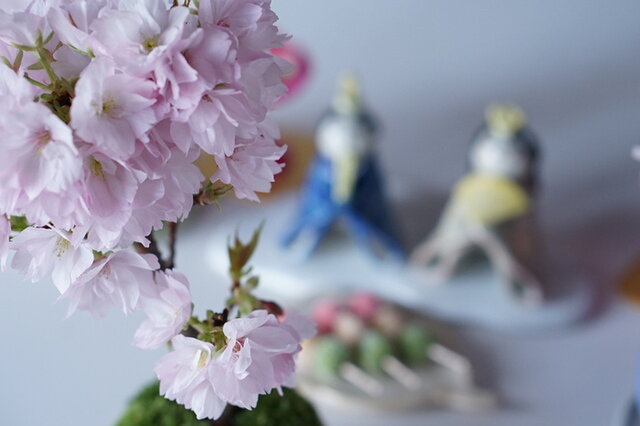 お内裏様とお雛様が眺めているのは「旭山桜」お花見を楽しんでいる様子・・・