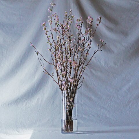 石木花|啓翁桜 L
