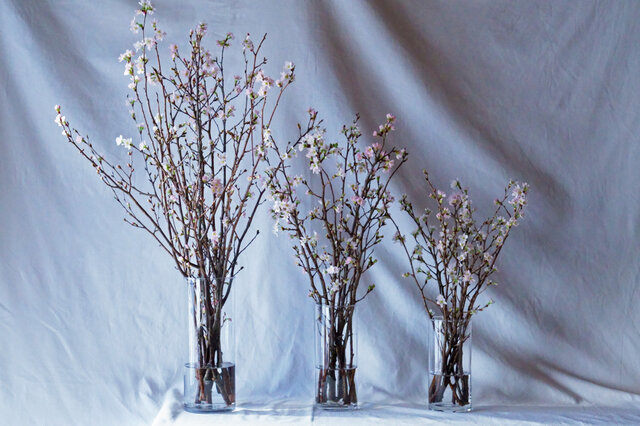 啓翁桜は3サイズ展開。
S・M・L をご用意いたしました。