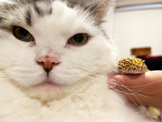 ぽすけです。相棒でも目は合わせない主義。