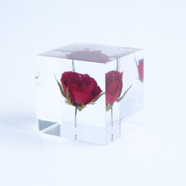 ウサギノネドコ｜Sola cube バラ