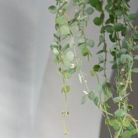 solxsol｜丸い葉が人気の観葉植物 / ディスキディア ヌンムラリア
