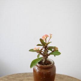 solxsol｜花が可愛い花キリン / アンティークの器との組み合わせで特別な一鉢を