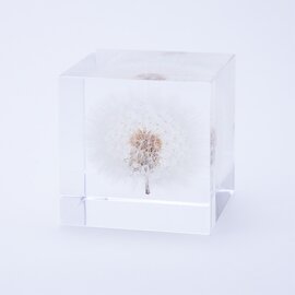 ウサギノネドコ｜Sola cube　タンポポ（4cm角）【父の日ギフト】