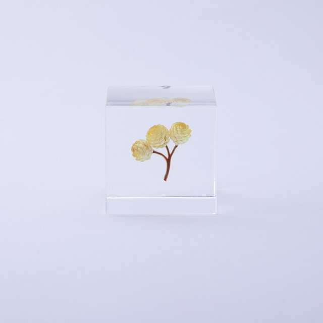 金色の小さな花は、燃え尽きることのない太陽のようです。