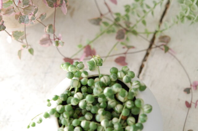 solxsol｜白い色と緑色のマーブルの粒々が綺麗なグリーンネックレス / senecio rowleyanus variegata