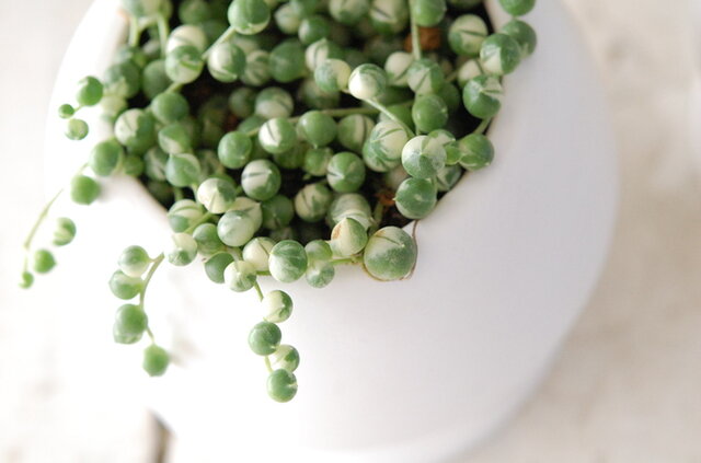 solxsol｜白い色と緑色のマーブルの粒々が綺麗なグリーンネックレス / senecio rowleyanus variegata