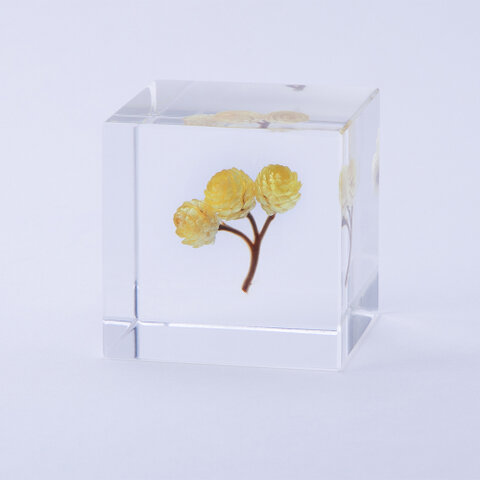 ウサギノネドコ|Sola cube イモーテル