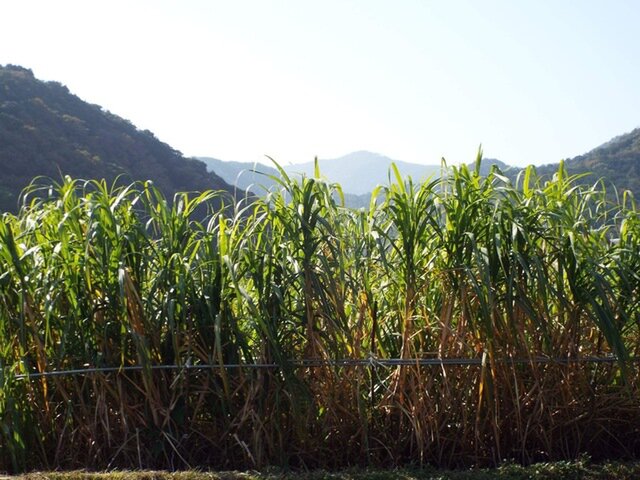 四国のサトウキビ畑