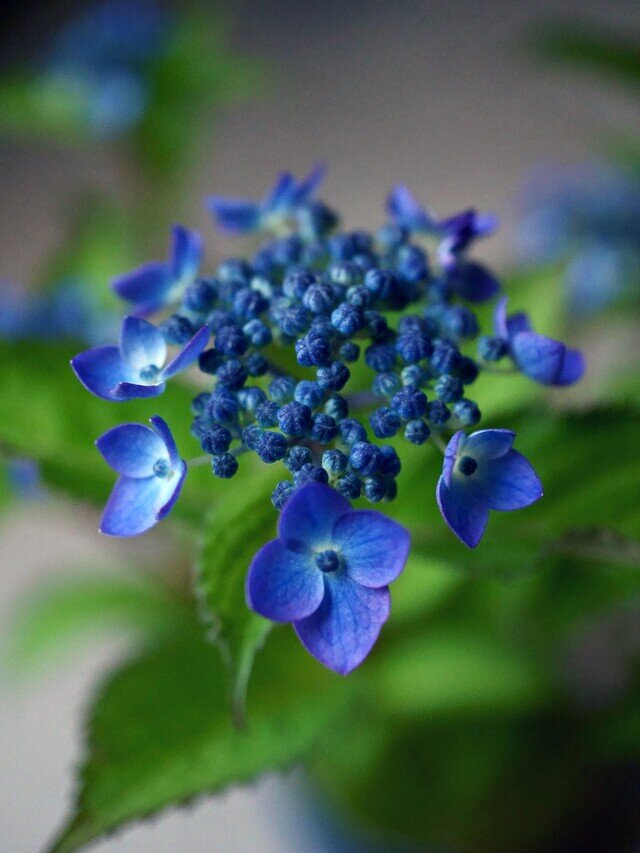 （四季を彩る山紫陽花。日本の伝統色でもある藍色の花が特徴です）