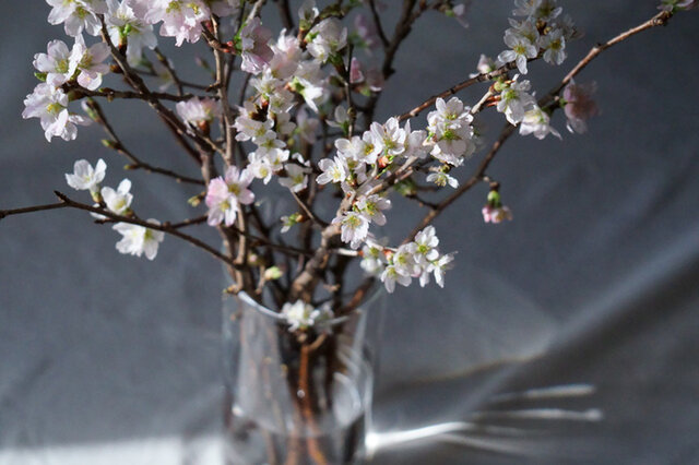 可憐に咲く啓翁桜。日本の原風景的な花が特徴です。