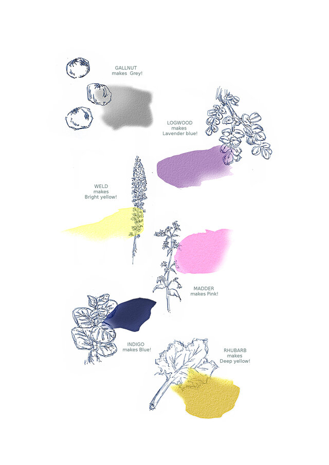 WHOLEで最もよく使われる植物たち。
黄色にはルバーブ、ピンクと赤にはセイヨウ茜、青には藍(パステル)、明るい黄色にはモクセイソウ、グレーにはガルナッツ。