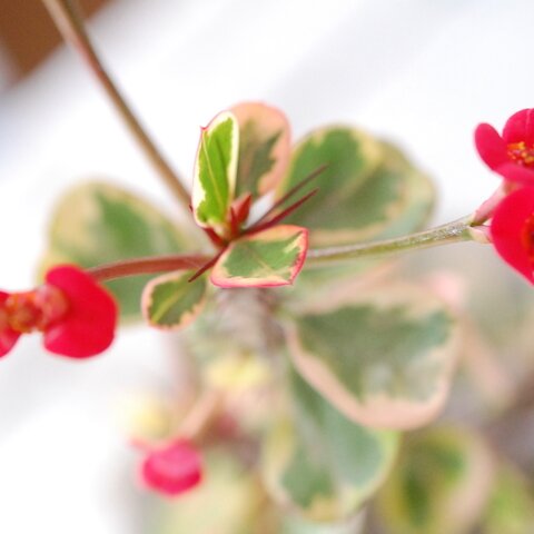 solxsol｜母の日ギフトにもおすすめ / 赤い花とマーブルな葉が綺麗な多肉植物 / 斑入り姫麒麟 x ゴブレットポット
